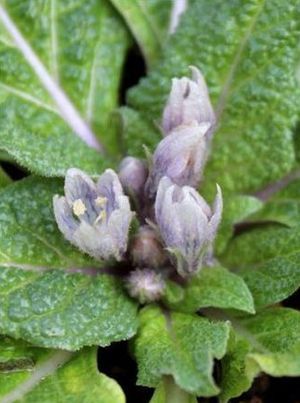毒草マンドレイク 栽培で開花 中世の伝説とハリーポッター